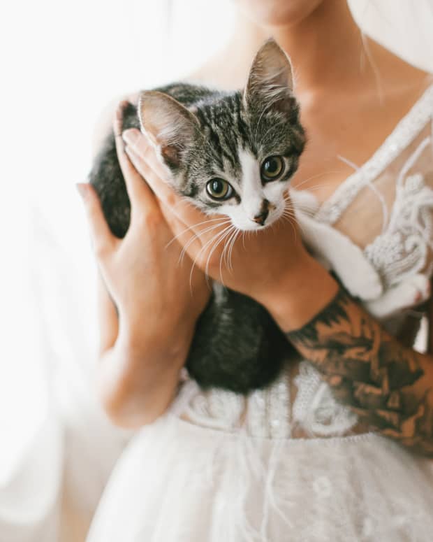 cat at a wedding