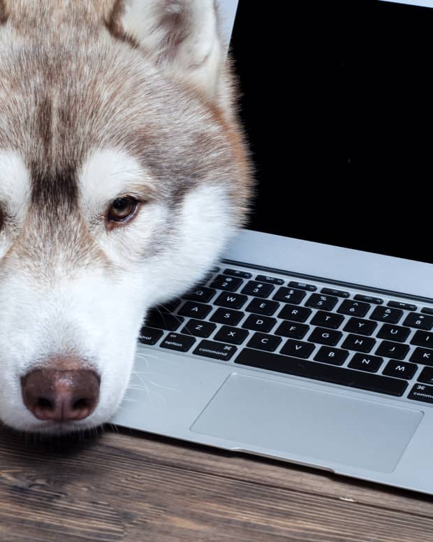 Husky at computer