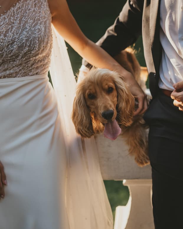 Dogs + wedding