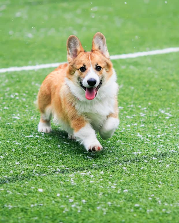 Corgi running on football field