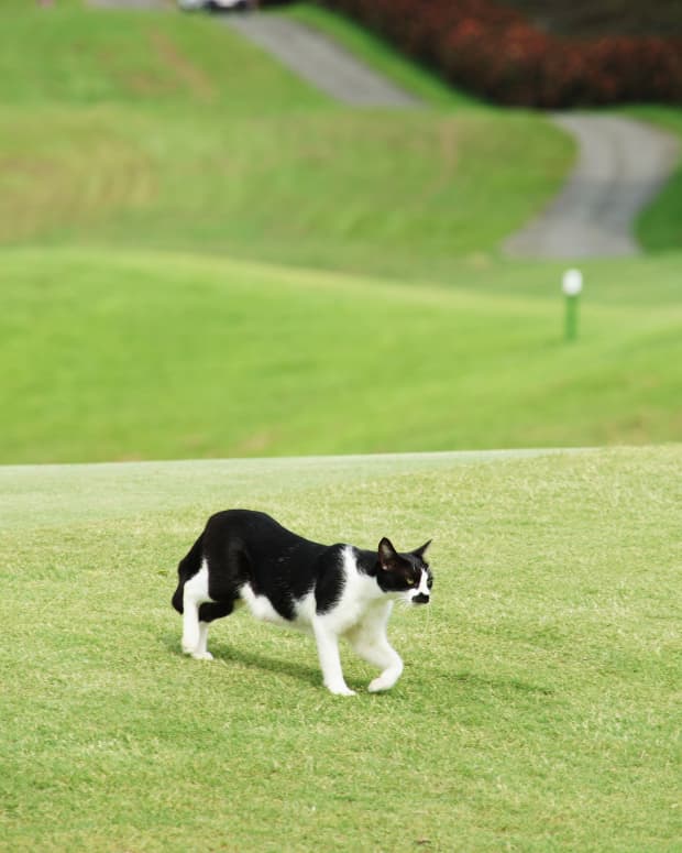 Cat walking on golf course