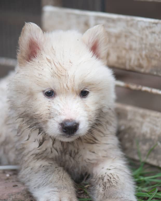 Husky puppy covered in dirt