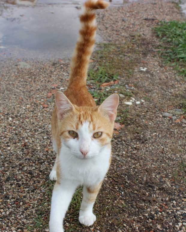 Cat standing outside