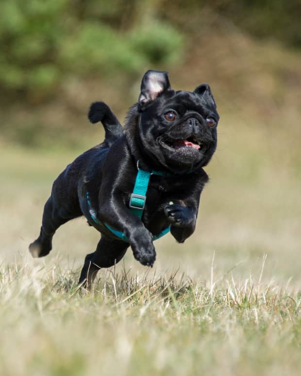 Pug running