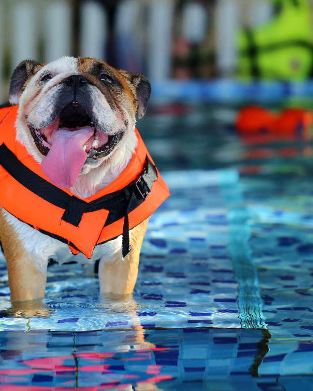Bulldog in pool