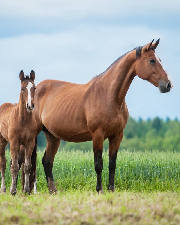 A brown mare and a brown foal with a white stripe on it's head stand in a field