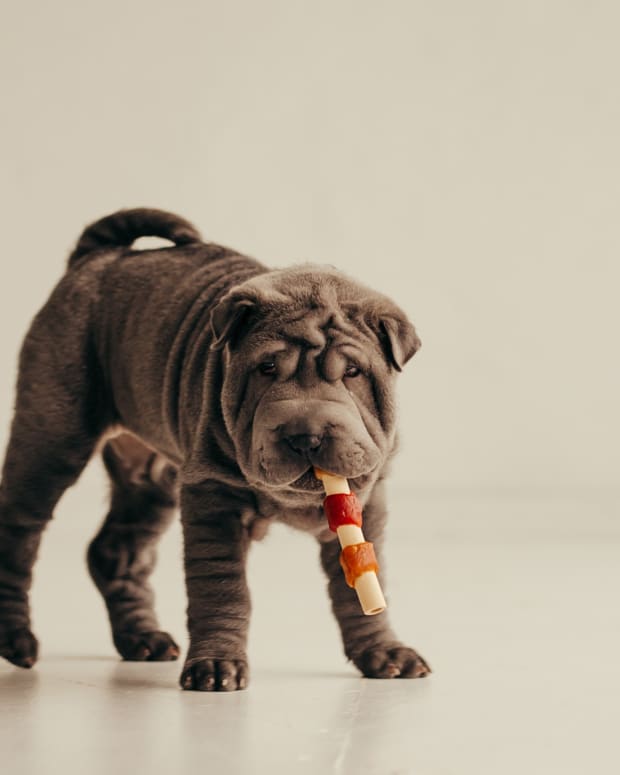 Grey Shar Pei puppy playing with a toy
