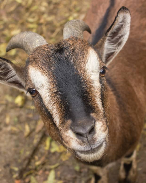 A brown goat looks up at the camera, close up photo