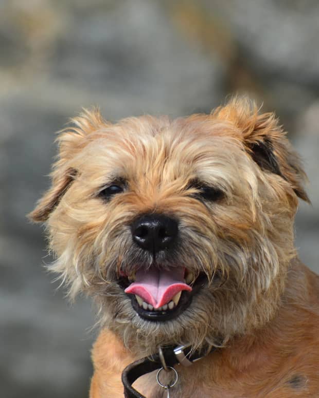 Border Terrier smiling at the camera with tongue out, close up photo