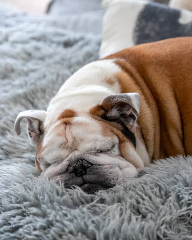 Brown and white English Bulldog sleeping on a grey fuzzy blanket