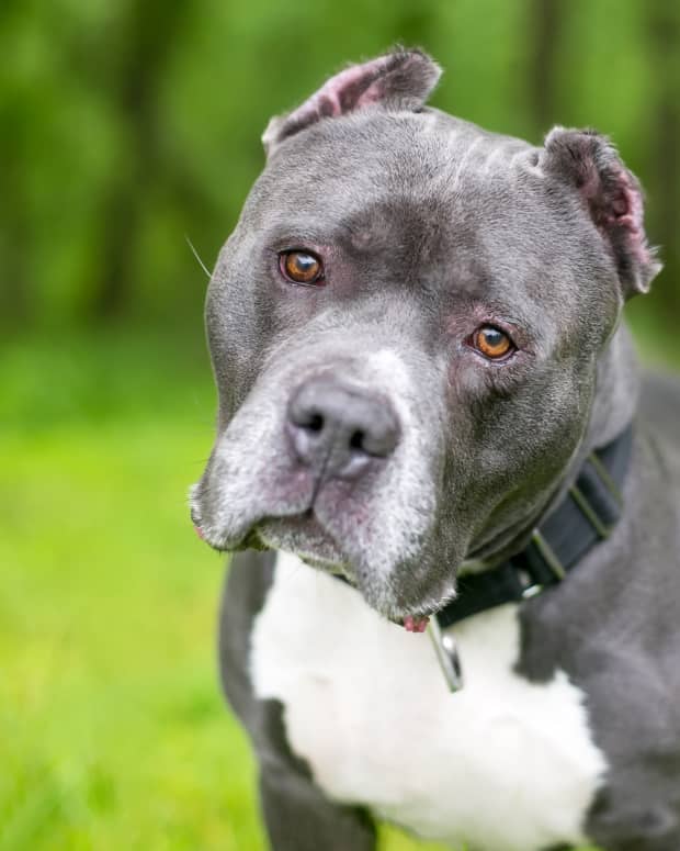 Grey Pit Bull with white chest standing outside and looking at camera