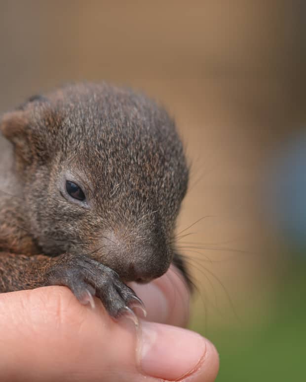 A brown baby squirrel held in a hand, close up photo