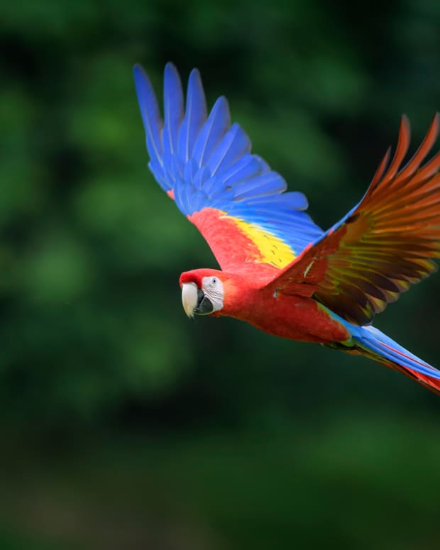 Red, blue, and yellow macaw flying through the air