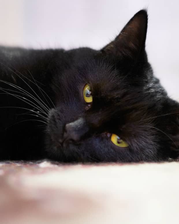 Black cat laying down, close up photo