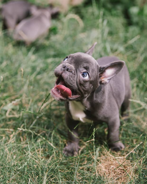 Grey French Bulldog puppy standing in grass and looking to the left and up