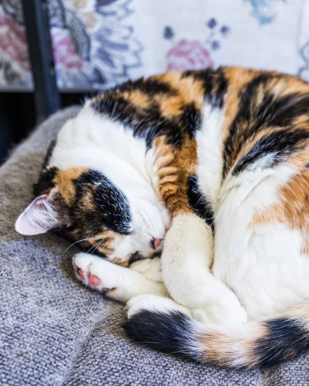 Calico cat curled up sleeping
