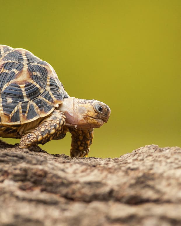 Tortoise walking on a log