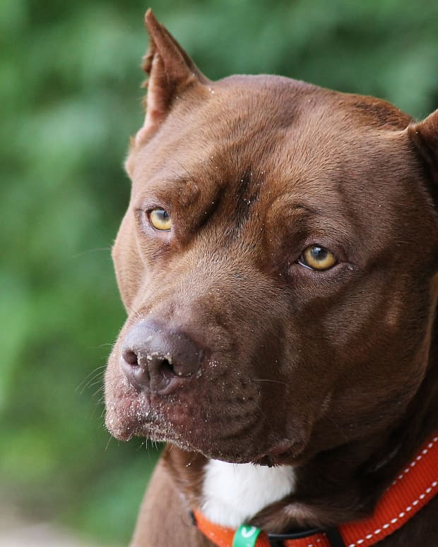 Brown Pit Bull sitting outside, close up photo