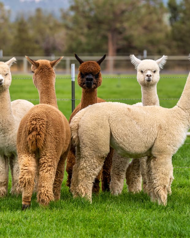A group of alpacas standing together in an enclosure