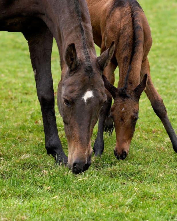 A brown mare and foal bent over and eating grass