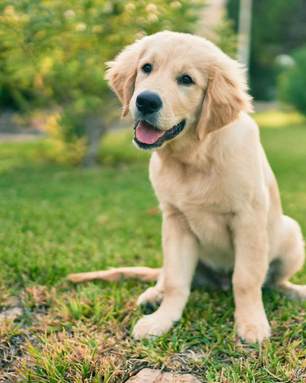 Golden Retriever puppy sitting in grass