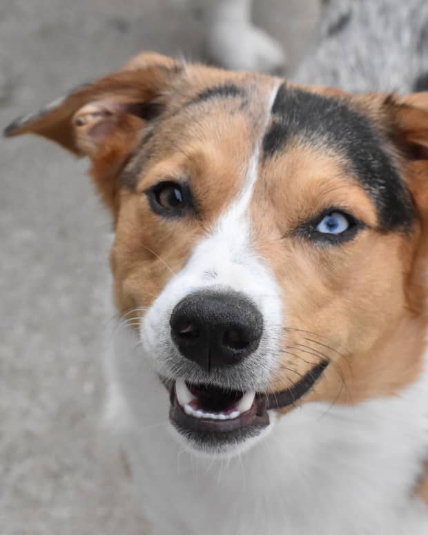 Dog with one brown eye and one blue eye looks at camera, close up photo