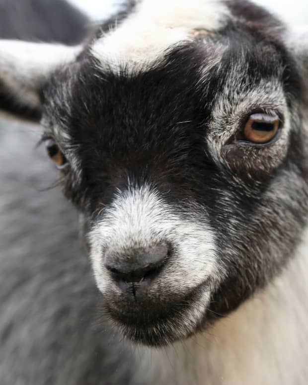 Pygmy goat with black and white fur, close up photo