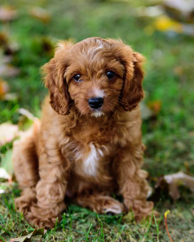 Cavapoo puppy sitting outside in grass