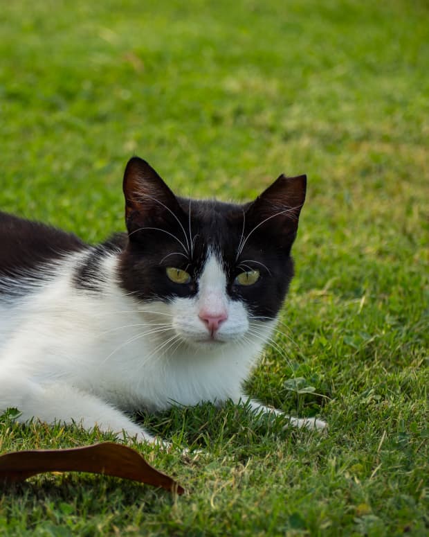 Black and white cat with clipped ear laying in grass