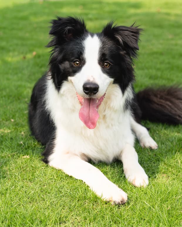 Black and white Border Collie laying in the grass