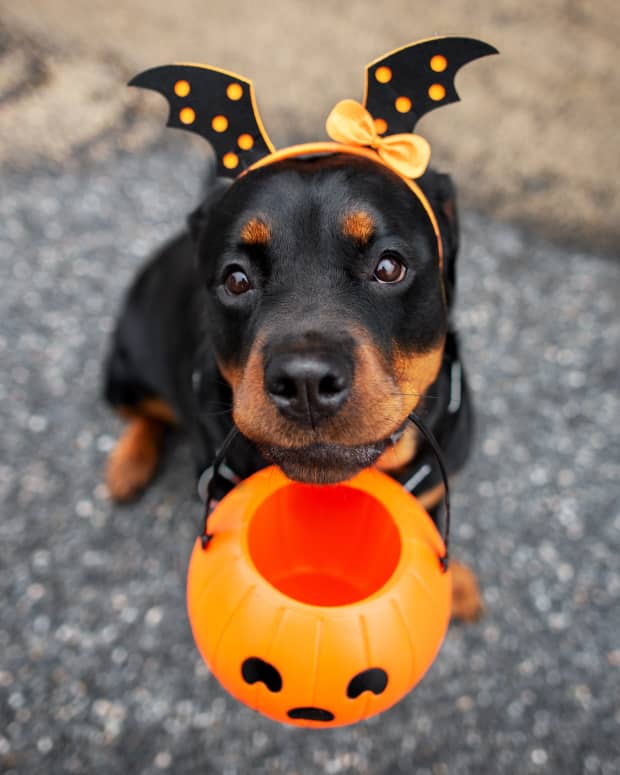 Rottweiler puppy wearing a bat wing hand band and holding a jack-o-lantern trick-or-treat bucket while sitting outside