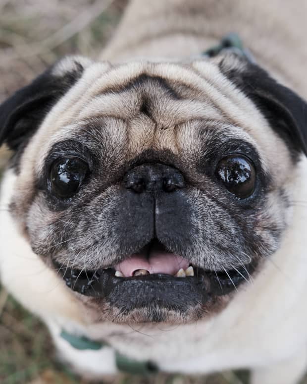 Elderly pug stares up into camera with a smile, close up photo