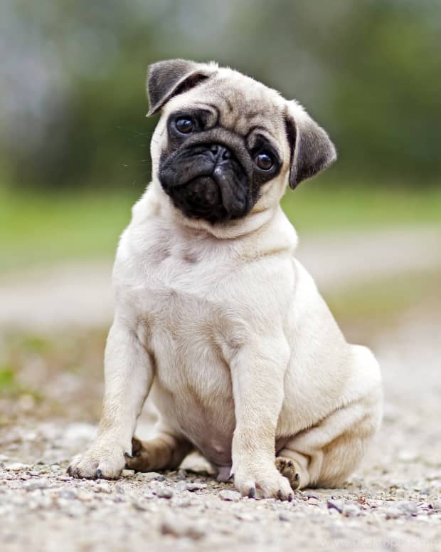Pug sitting outside with sad look on face
