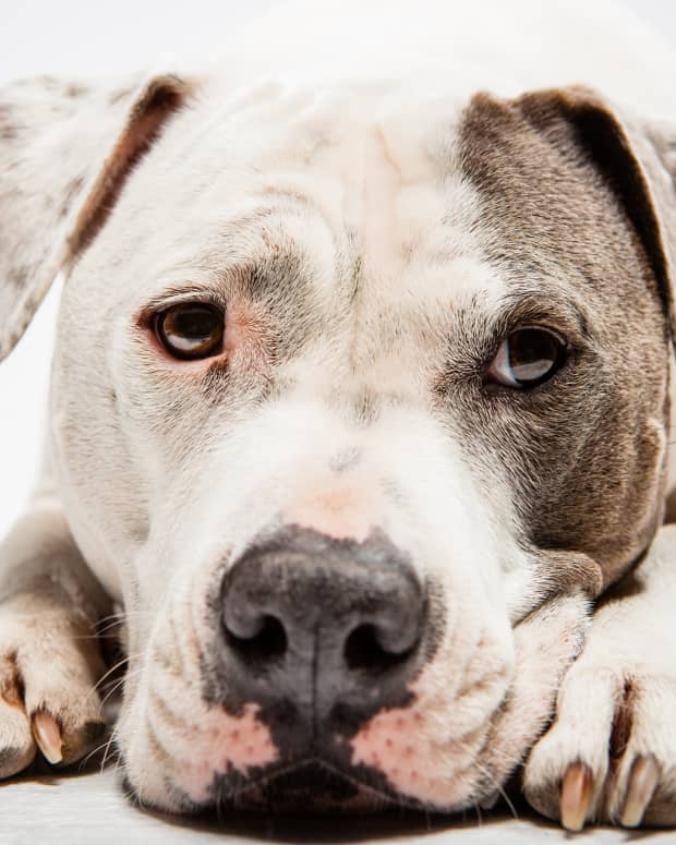 White and grey Pit Bull laying down, close up photo