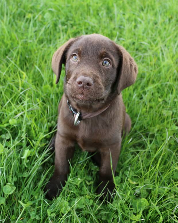 Brown puppy sitting in grass