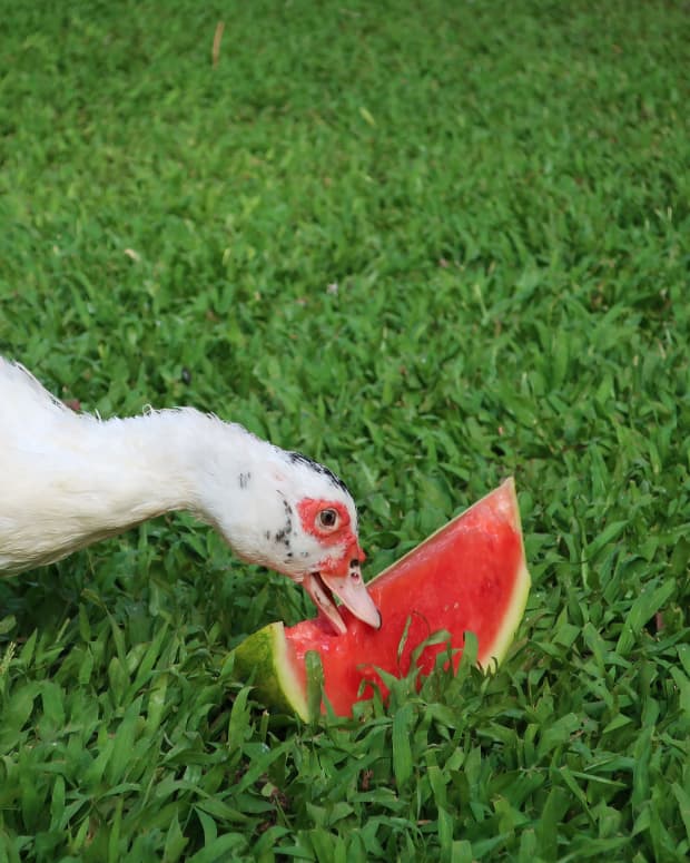 White and black duck eating watermelon