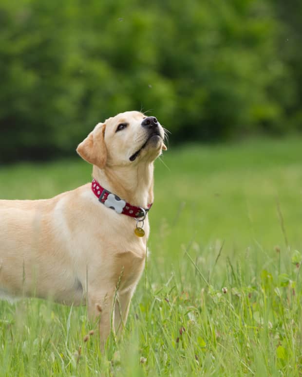 labrador yellow colour