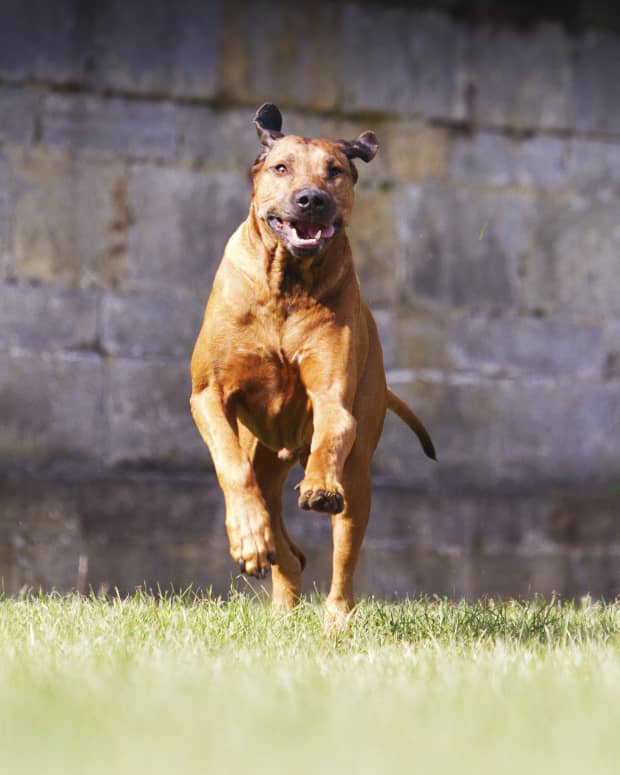 Brown dog runs across grass with stone wall in the background