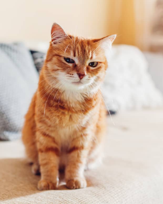 Orange cat stares at camera, looks angry