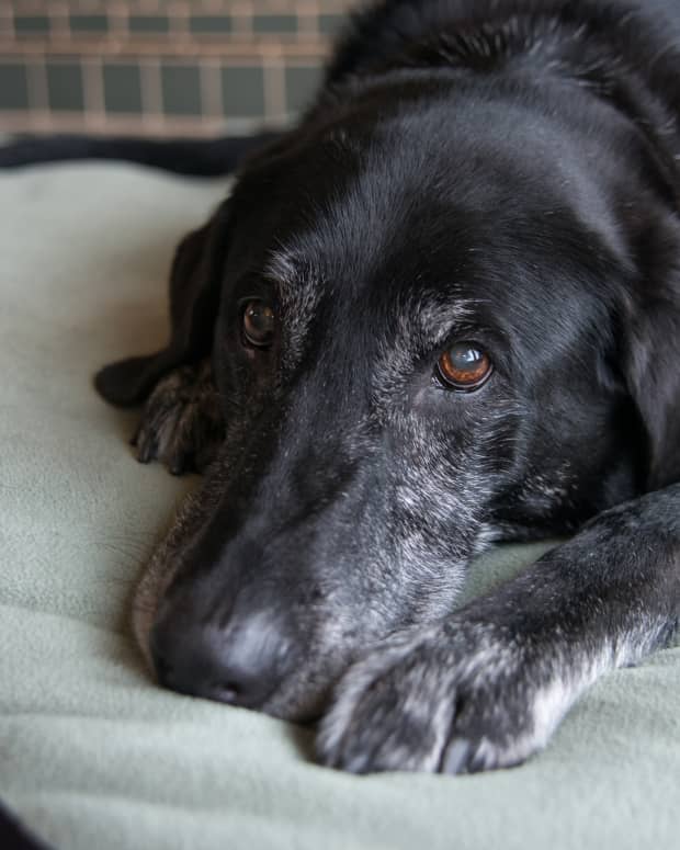 Elderly black Labrador laying on a bed, close up photo
