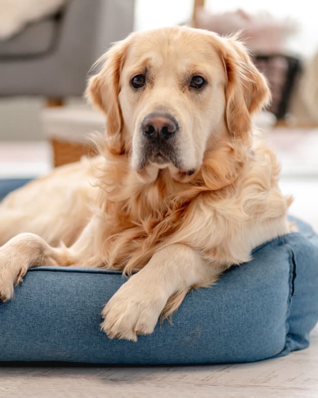 Golden Retriever laying in a dog bed