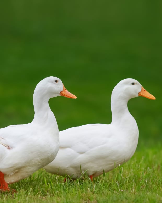 Two white ducks waddle across a field of grass