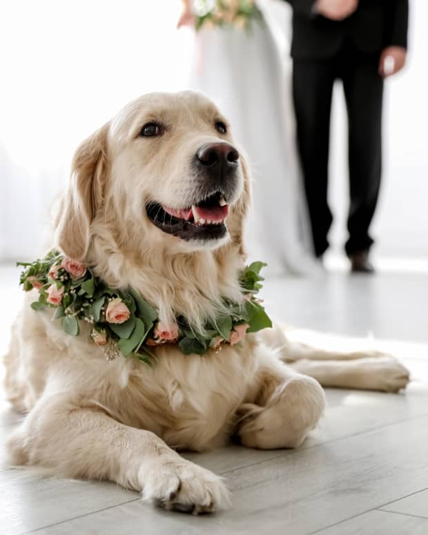 Golden Retriever laying on the floor with a wreath of flowers around their neck, a man in black and a woman in a white dress stand in the background.