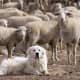 A Great Pyrenees at work