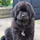 A Newfoundland puppy at 8 weeks