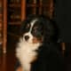 A Bernese Mountain Dog puppy