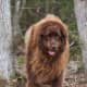 This Newfoundland weighs over 200 pounds.