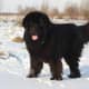 A Newfoundland enjoying the snow