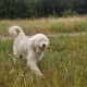 A Great Pyrenees outside