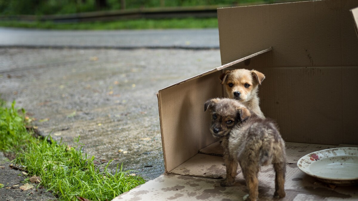 https://pethelpful.com/.image/c_fill%2Cw_1200%2Ch_675%2Cg_xy_center%2Cx_816%2Cy_336/NDowMDAwMDAwMDAwMTEwNjc1/abandoned-puppies-in-the-rain.jpg